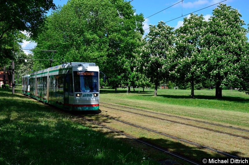 Bild: 1304 + 2202 als Linie 41 kurz hinter der Haltestelle Herrenkrug.